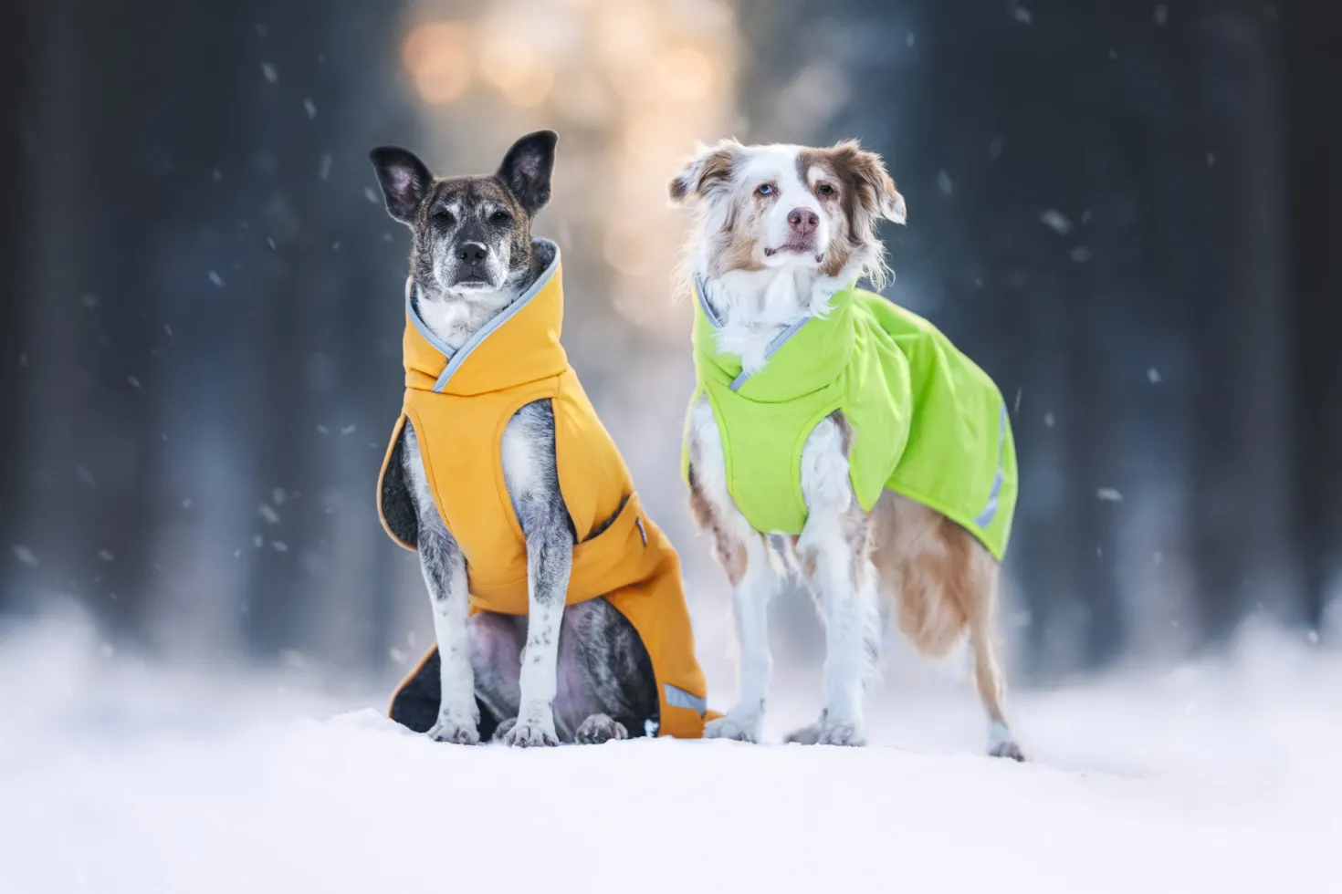 Pomppa Toppa Curry manteau imperméable doublé chien