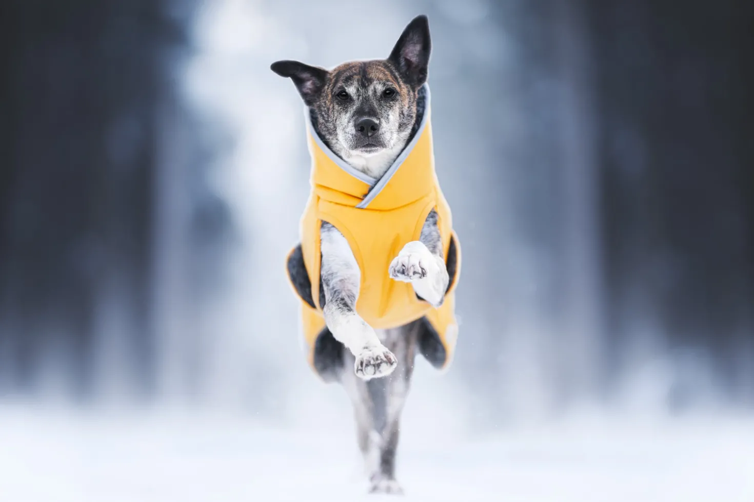 Pomppa Toppa Dandelion manteau imperméable doublé chien