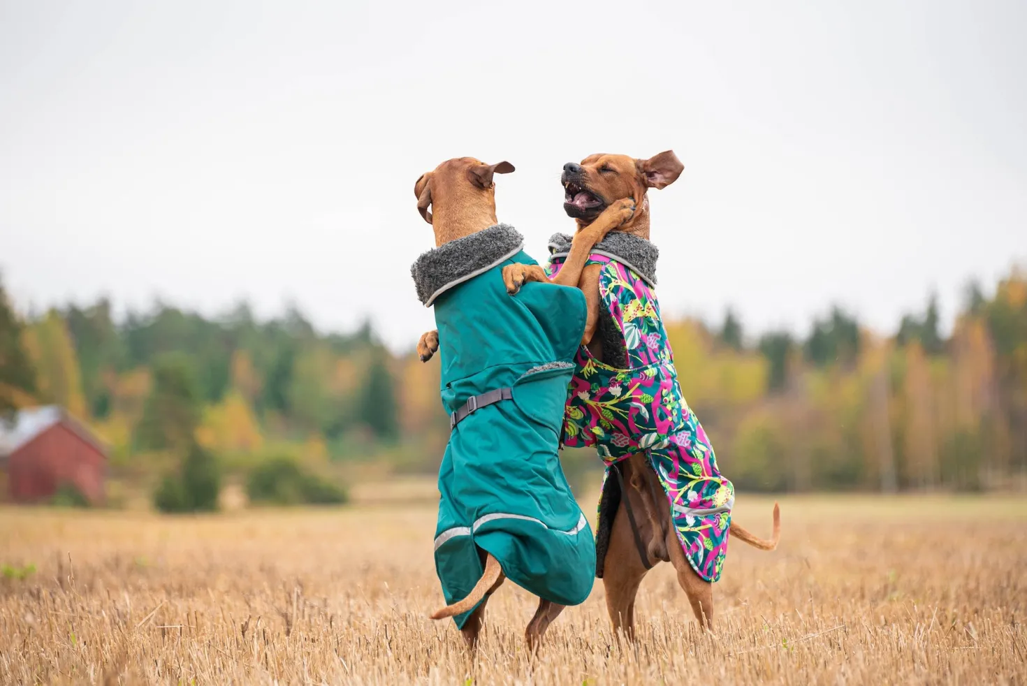 Pomppa Toppa Forest manteau imperméable doublé pour chien