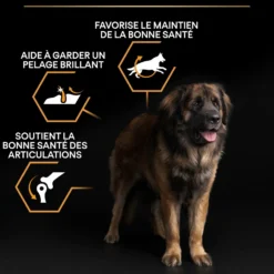 Pro Plan Everyday Nutrition Large Robust Adult au poulet - croquettes chien