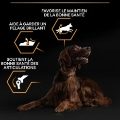 Pro Plan Everyday Nutrition Large Athletic Adult au poulet - croquettes chien