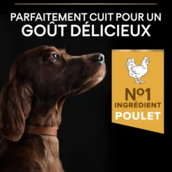 Pro Plan Everyday Nutrition Large Athletic Adult au poulet - croquettes chien