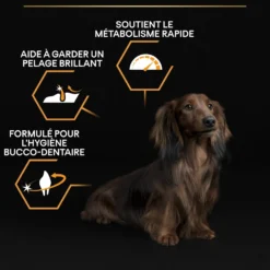 Pro Plan Everyday Nutrition Small & Mini Adult au poulet - croquettes chien