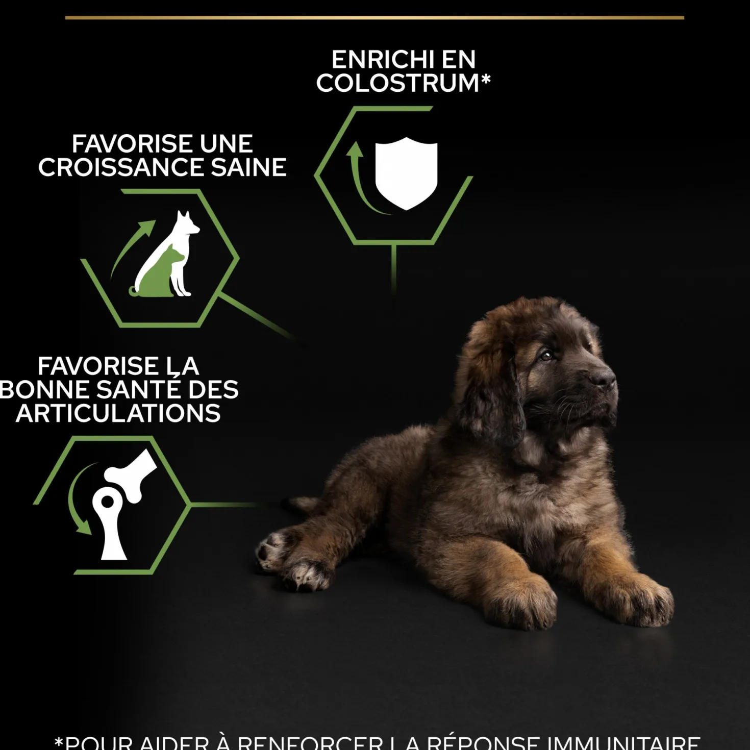 Pro Plan Healthy Start Large Robust Puppy au poulet - croquettes chiot