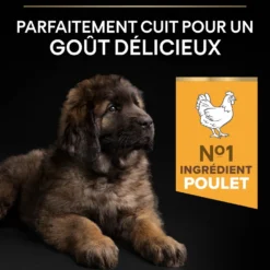 Pro Plan Healthy Start Large Robust Puppy au poulet - croquettes chiot