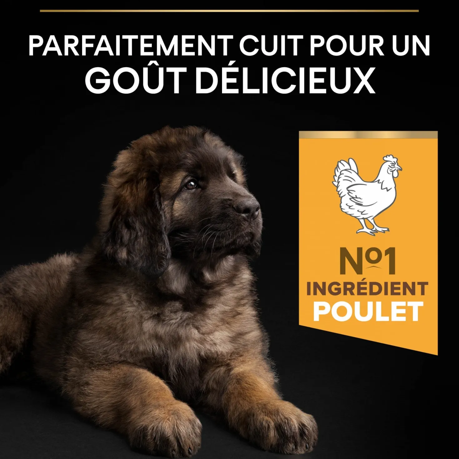Pro Plan Healthy Start Large Robust Puppy au poulet - croquettes chiot