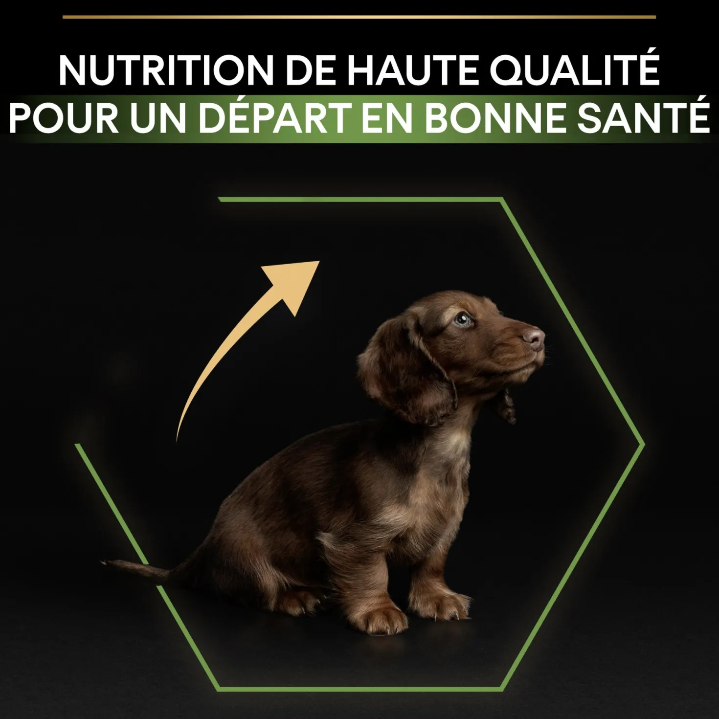 PRO PLAN Healthy Start Small & Mini Puppy au Poulet - Croquettes pour chien