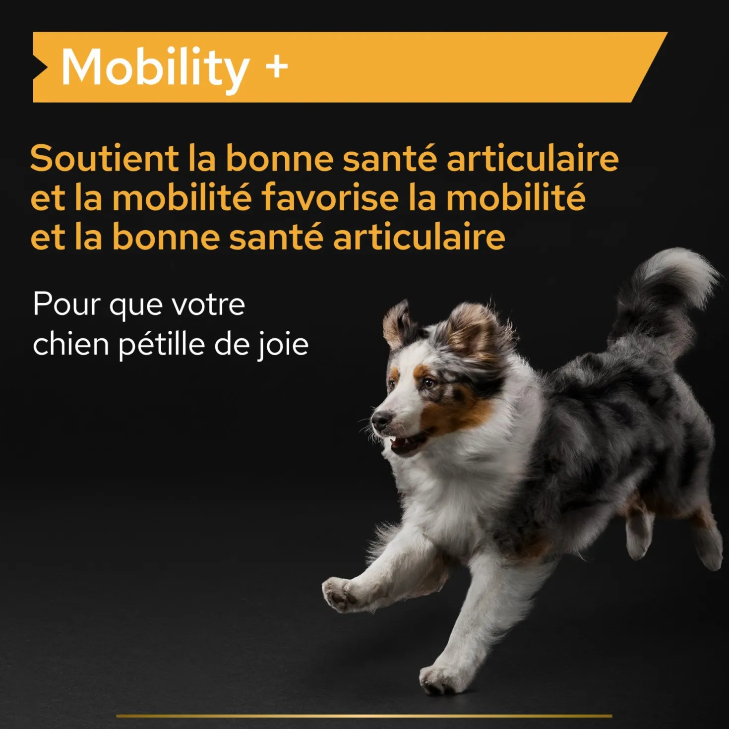 Pro Plan Mobility+ aliment complémentaire en poudre chien