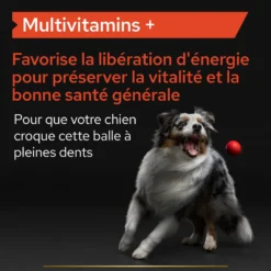Pro Plan Multi Vitamins+ en comprimés chien