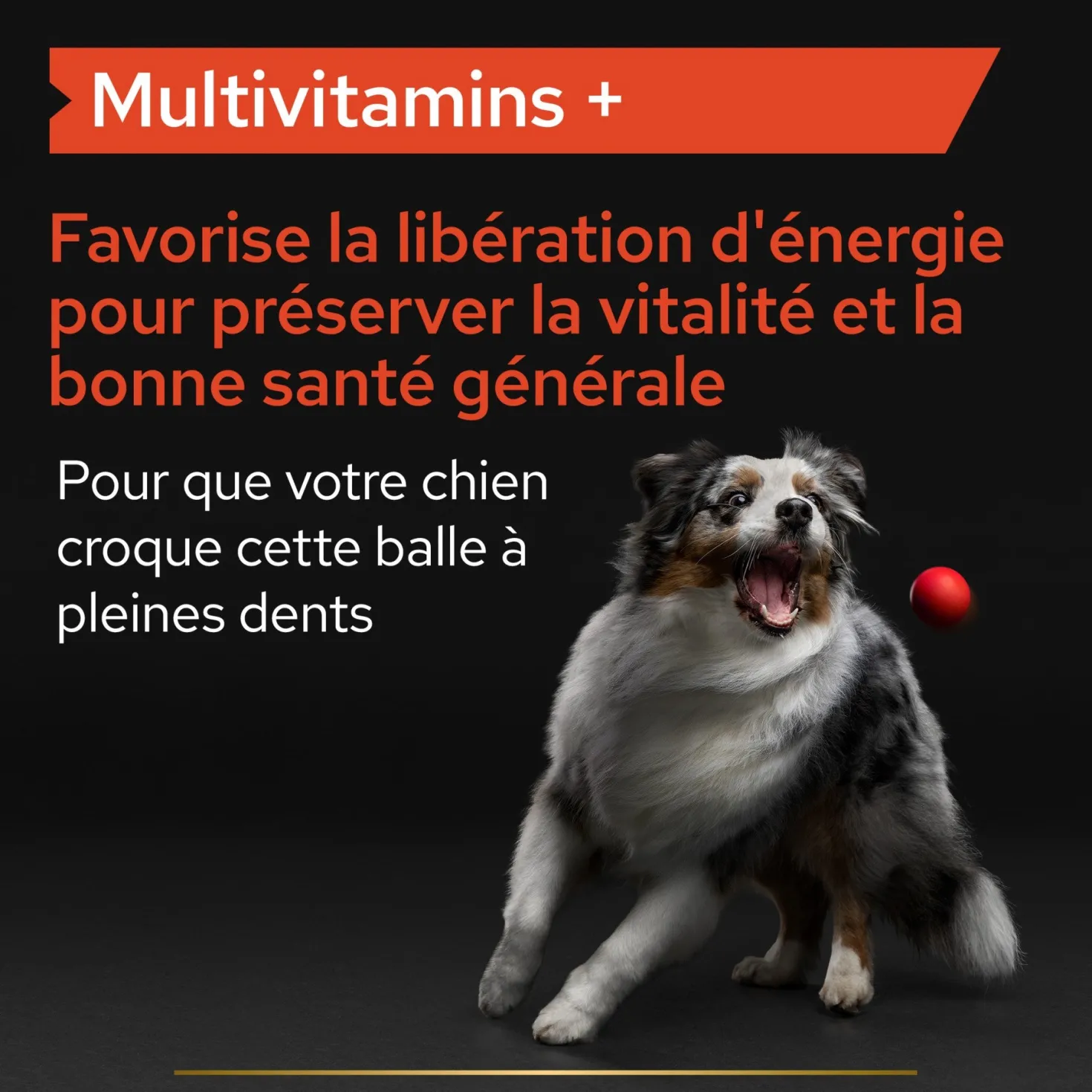 Pro Plan Multi Vitamins+ en comprimés chien