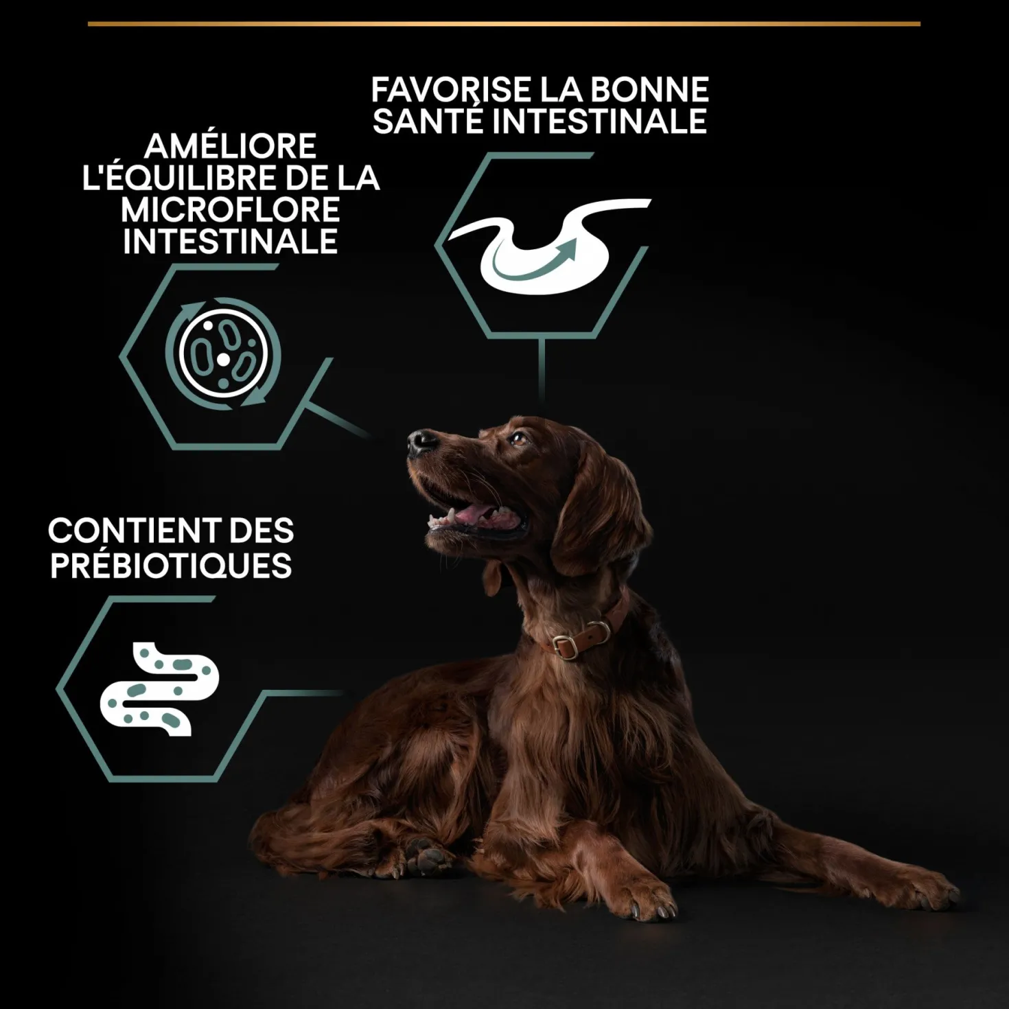 Pro Plan Sensitive Digestion Large Athletic Adult à l'agneau - croquettes chien