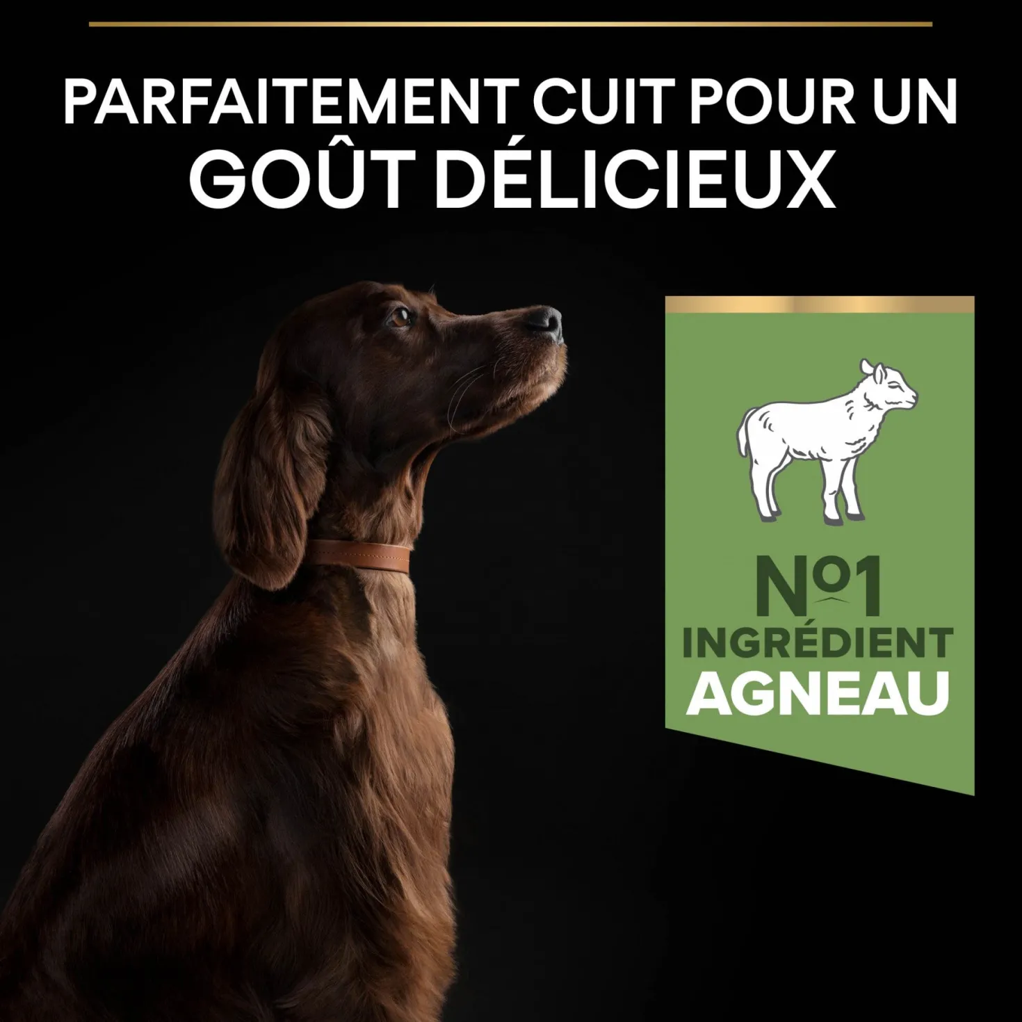 Pro Plan Sensitive Digestion Large Athletic Adult à l'agneau - croquettes chien