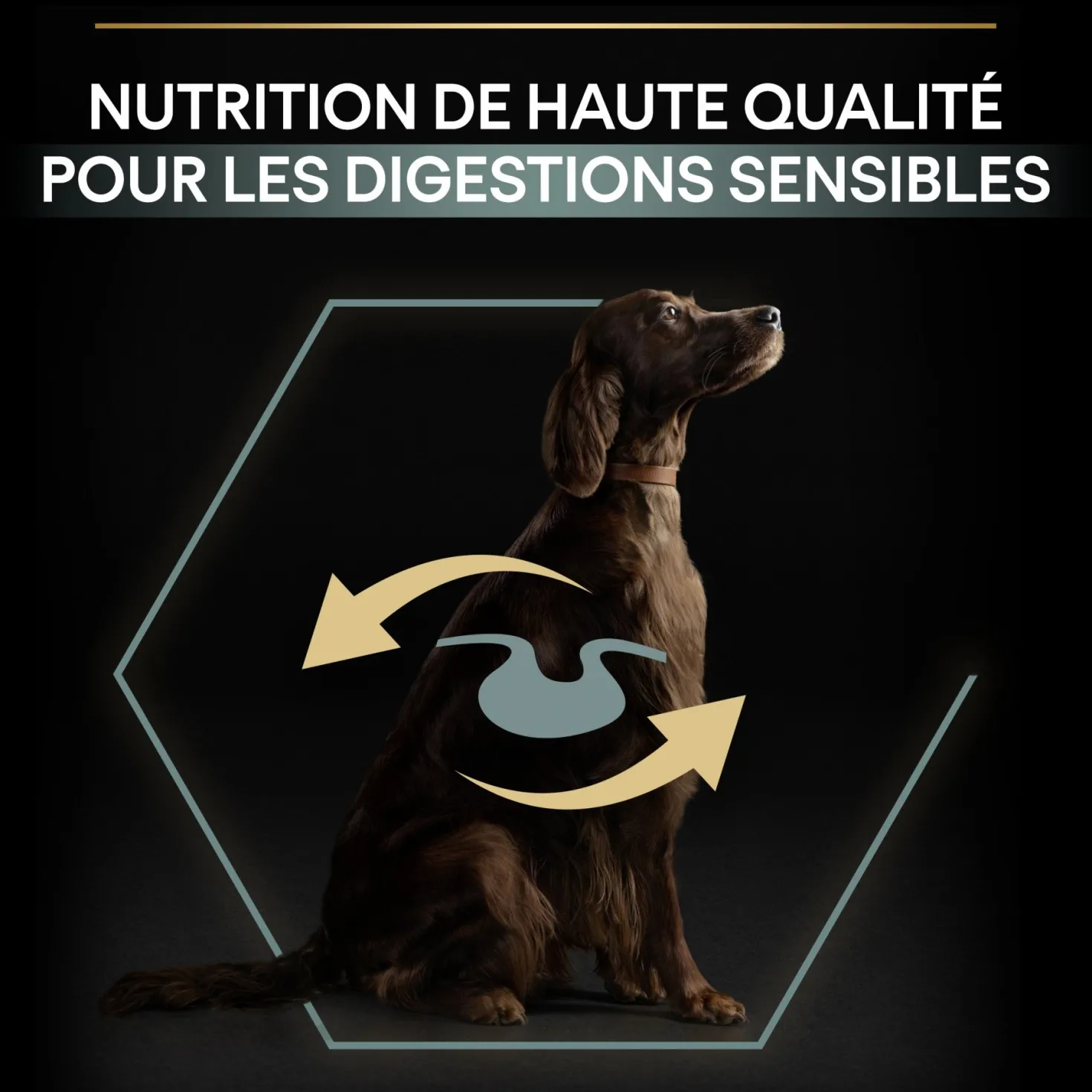 Pro Plan Sensitive Digestion Large Athletic Adult à l'agneau - croquettes chien