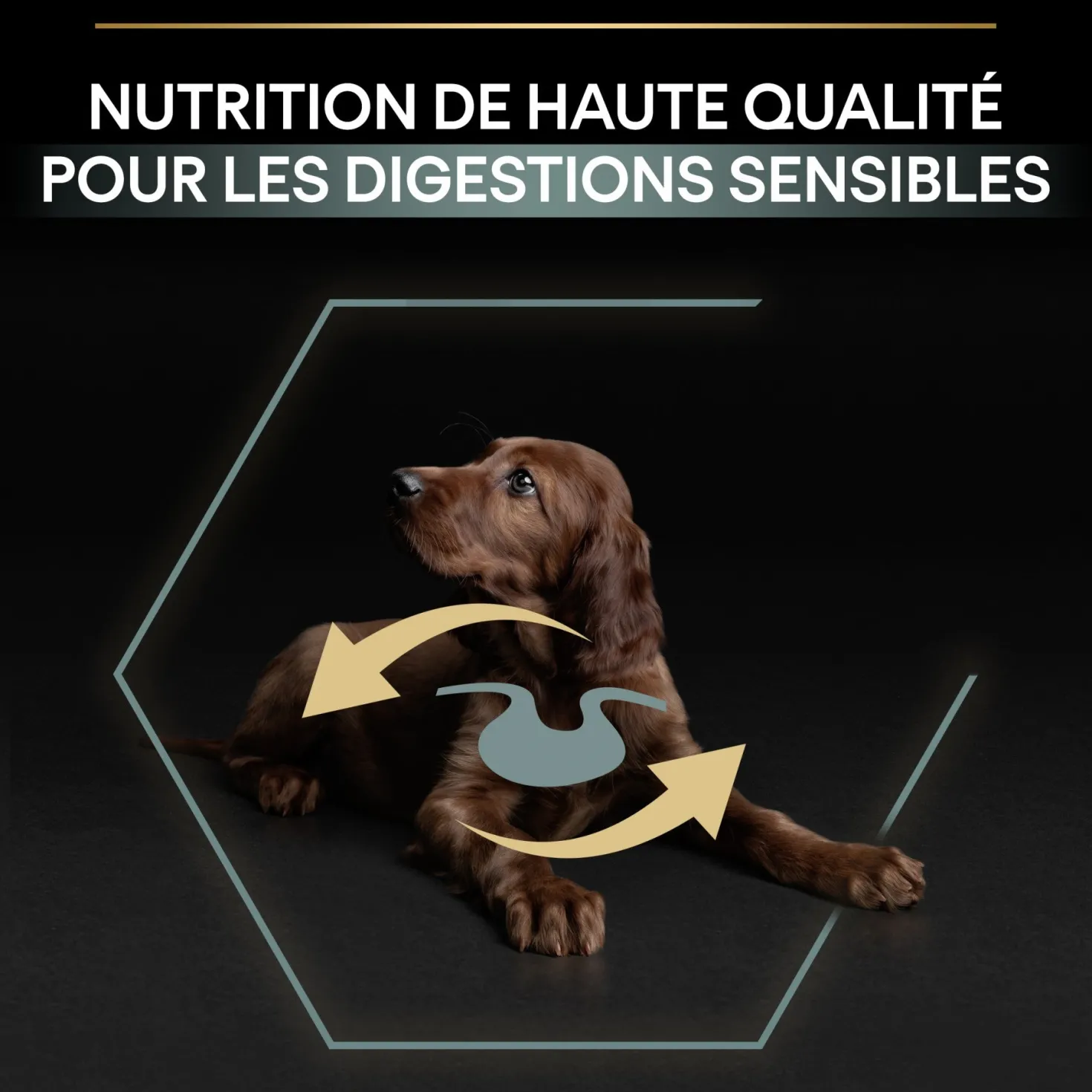 Pro Plan Sensitive Digestion Large Athletic Puppy à l'agneau - croquettes chiot