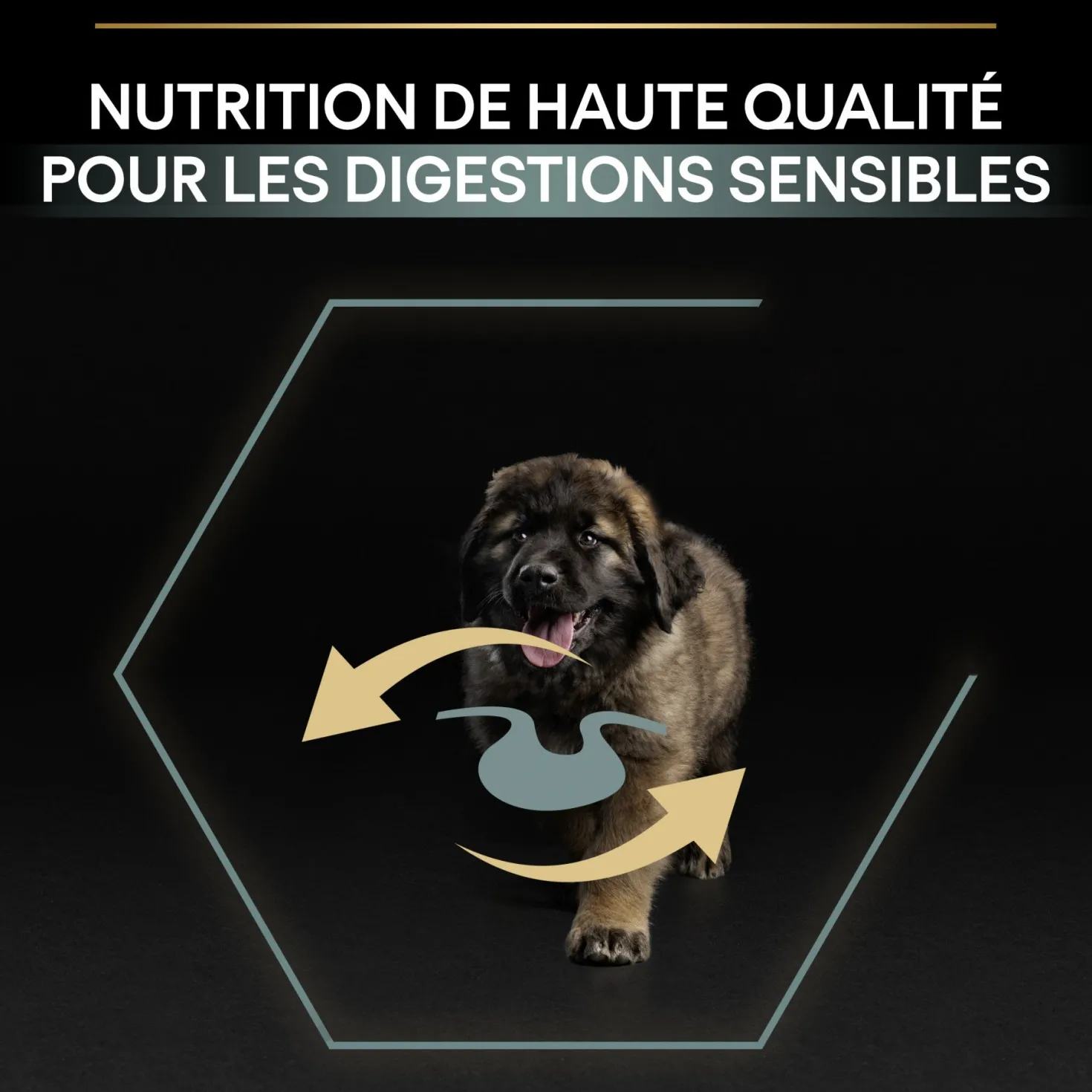 PRO PLAN Sensitive Digestion Large Robust Puppy à la Agneau- Croquettes pour chien