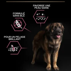 Pro Plan Sensitive Skin Large Robust Adult au saumon - croquettes chien