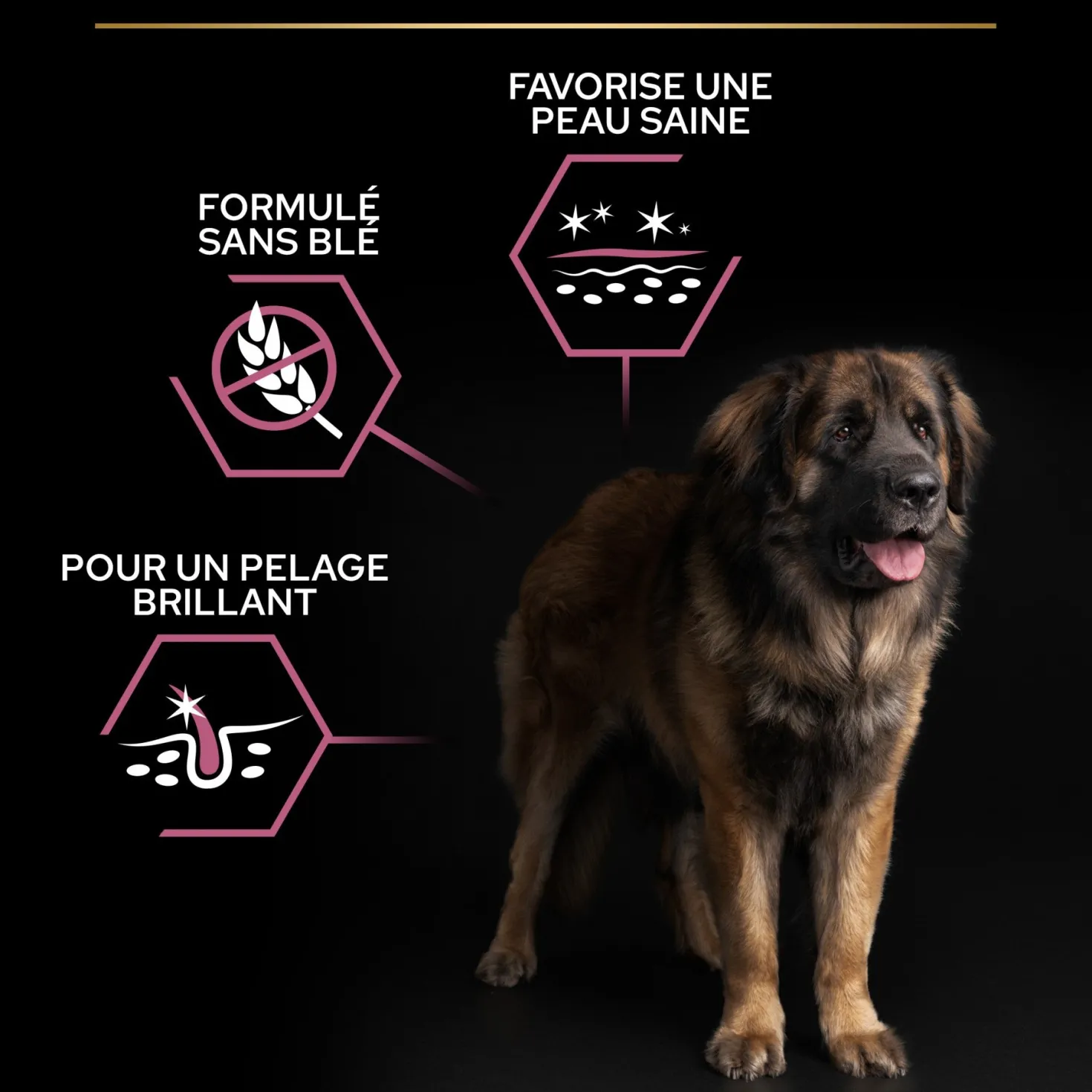Pro Plan Sensitive Skin Large Robust Adult au saumon - croquettes chien