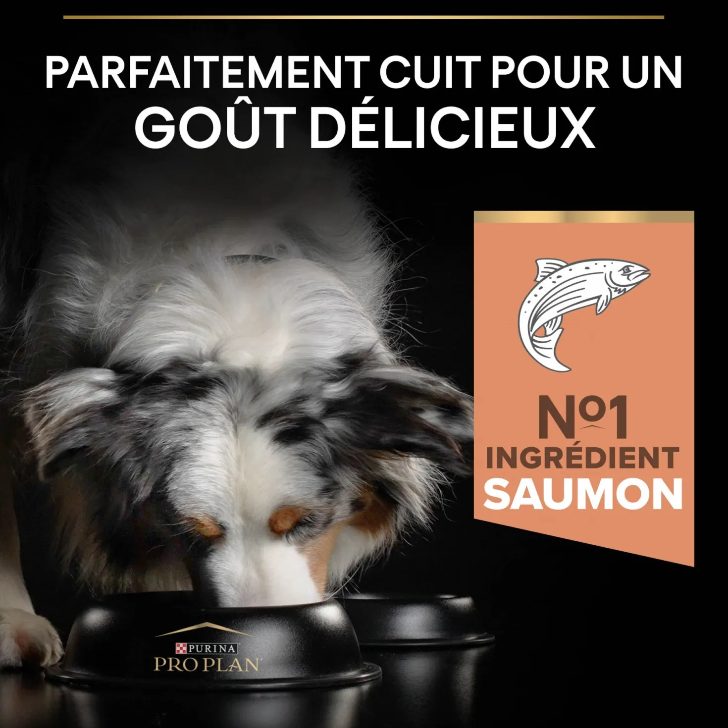 Pro Plan Sensitive Skin Medium & Large Adult au saumon - croquettes chien