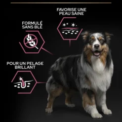 Pro Plan Sensitive Skin Medium & Large Adult au saumon - croquettes chien