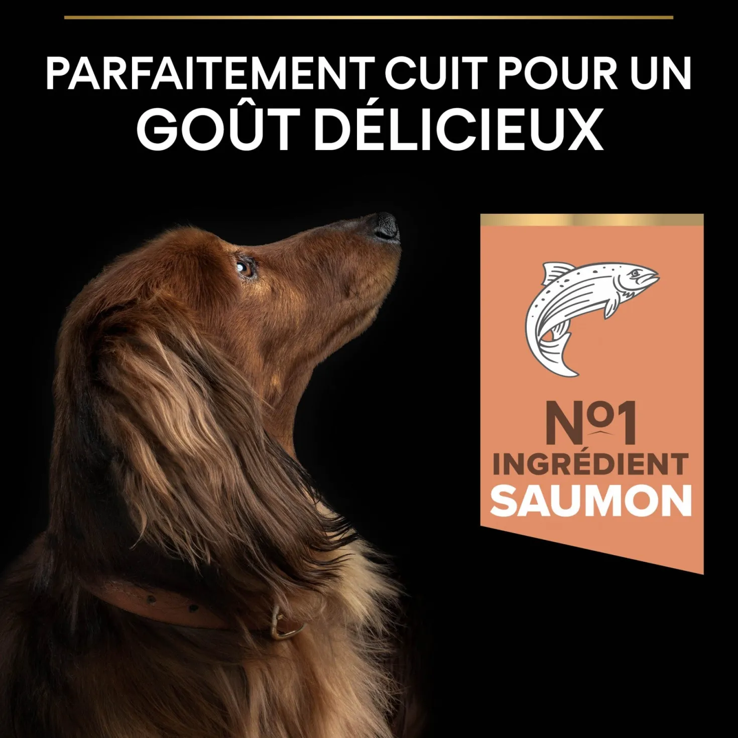 Pro Plan Sensitive Skin Small & Mini Adult au saumon - croquettes chien