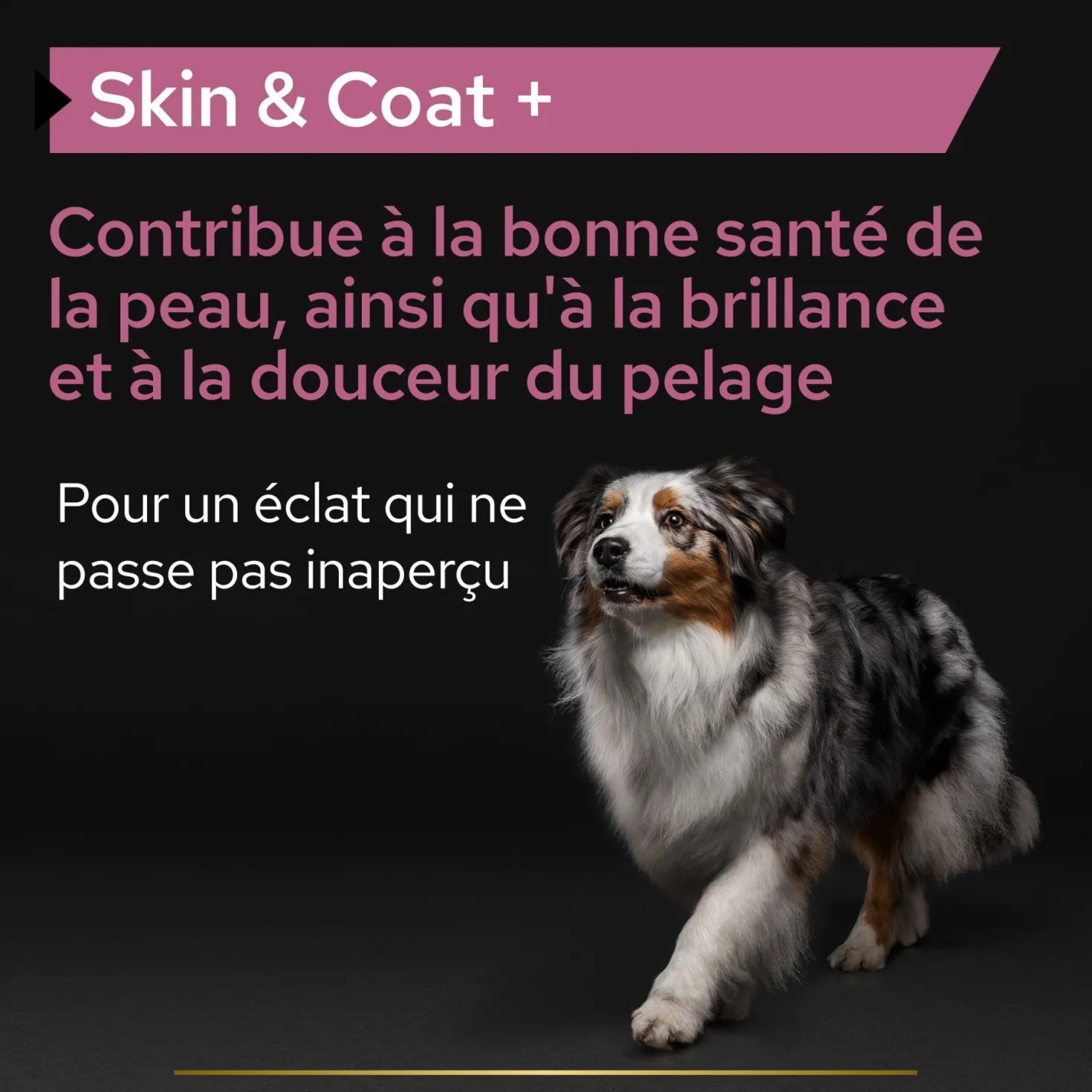 Pro Plan® Skin & Coat+ en huile chien