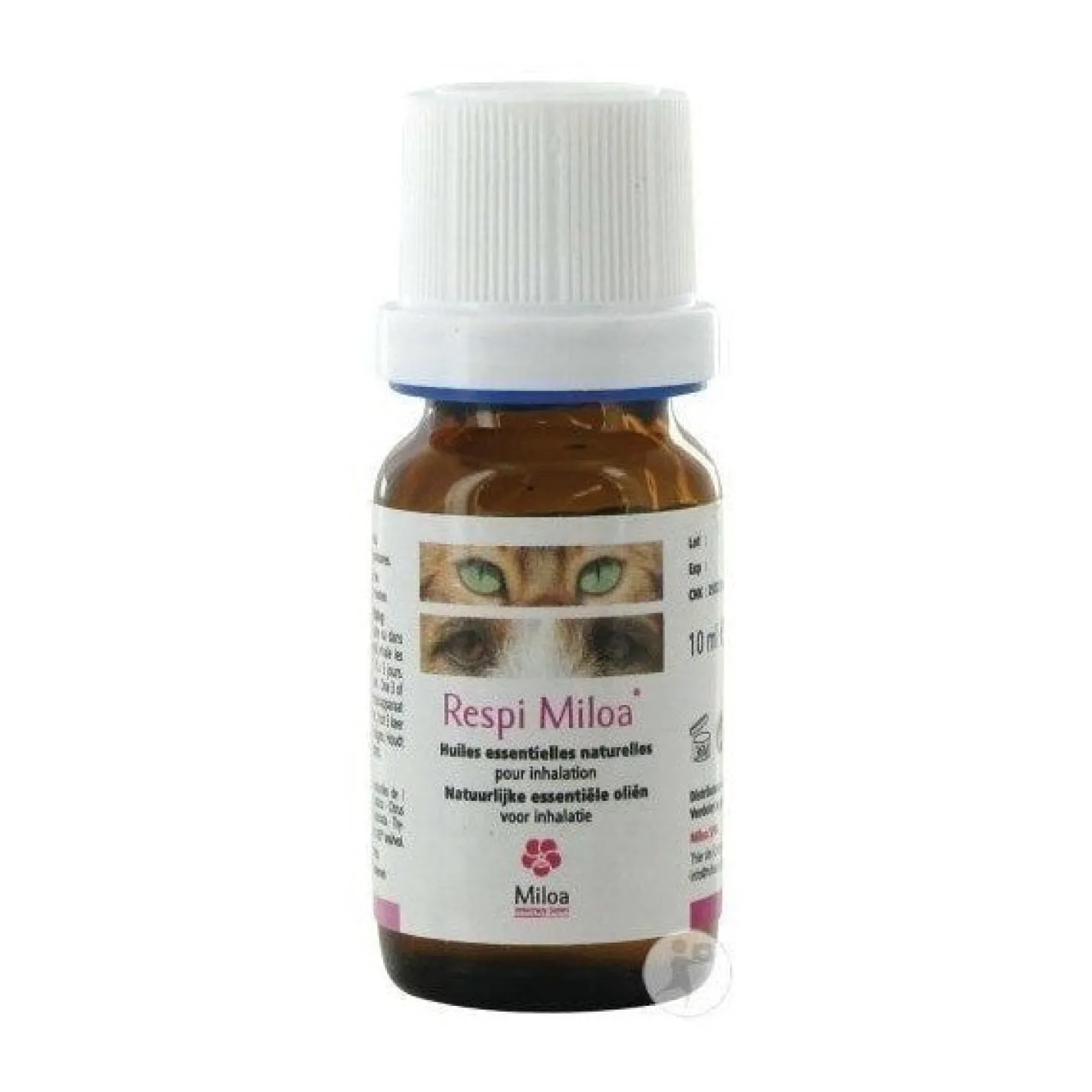 Respi Miloa chat, chien