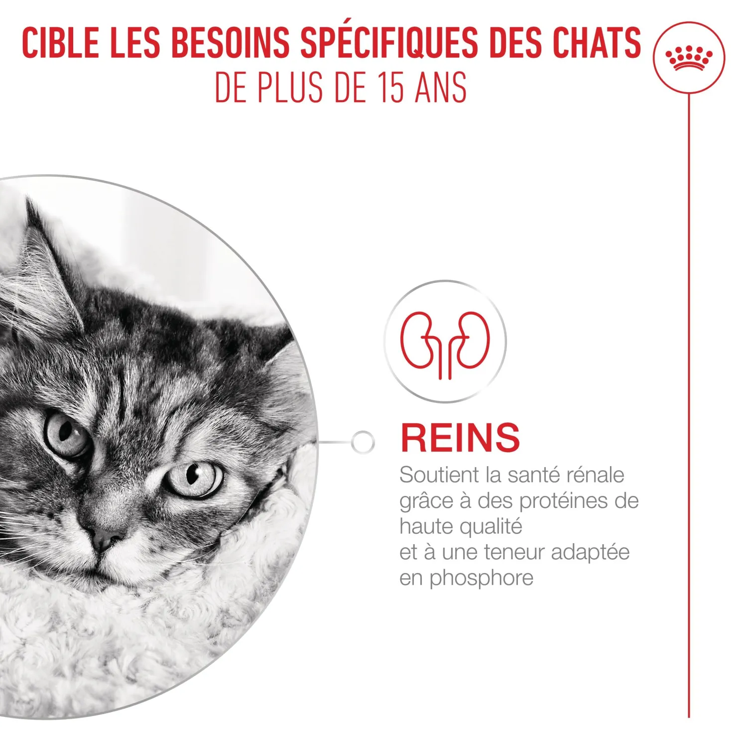 Royal Canin Ageing 15+ - Croquettes pour chat