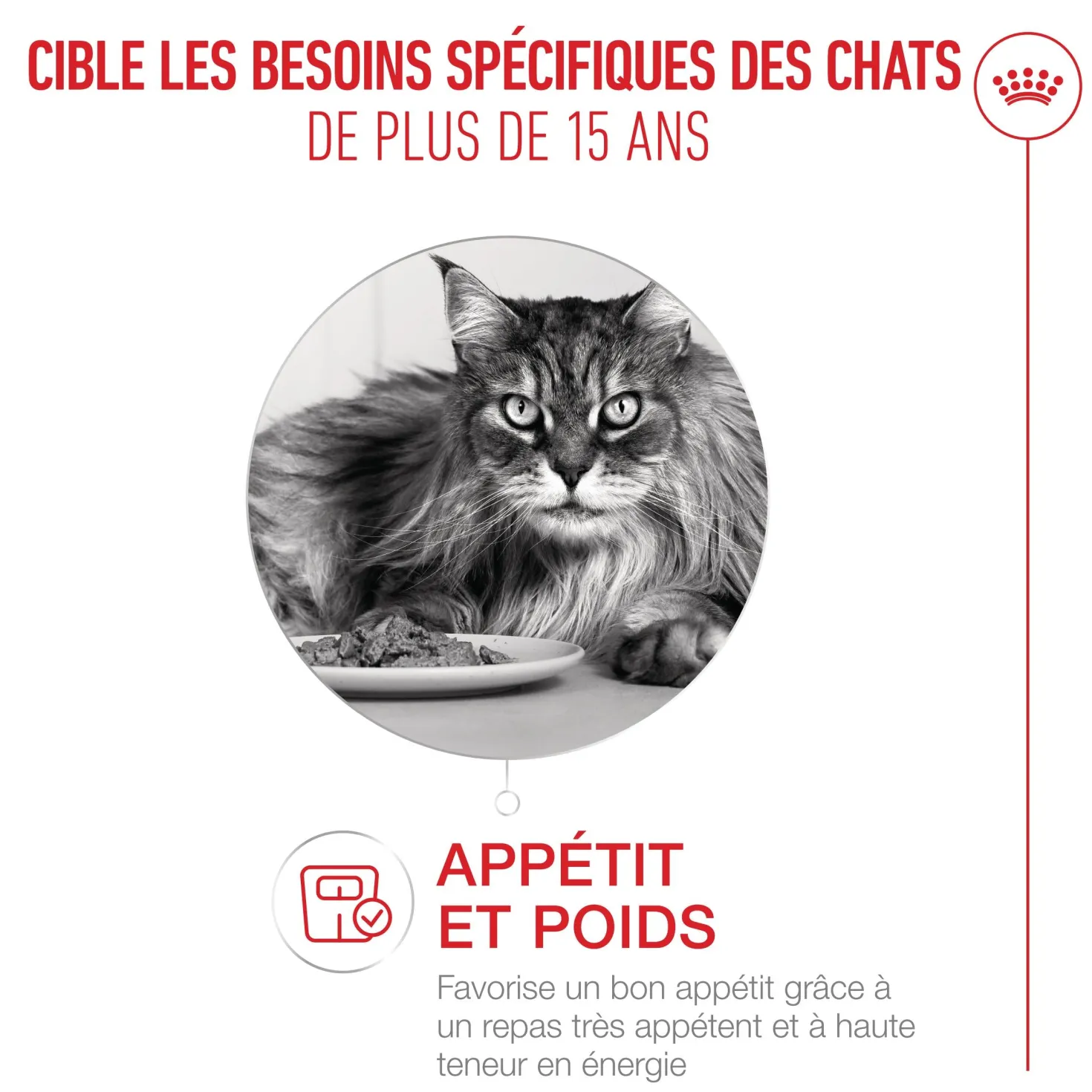 Royal Canin Ageing 15+ - pâtée chat