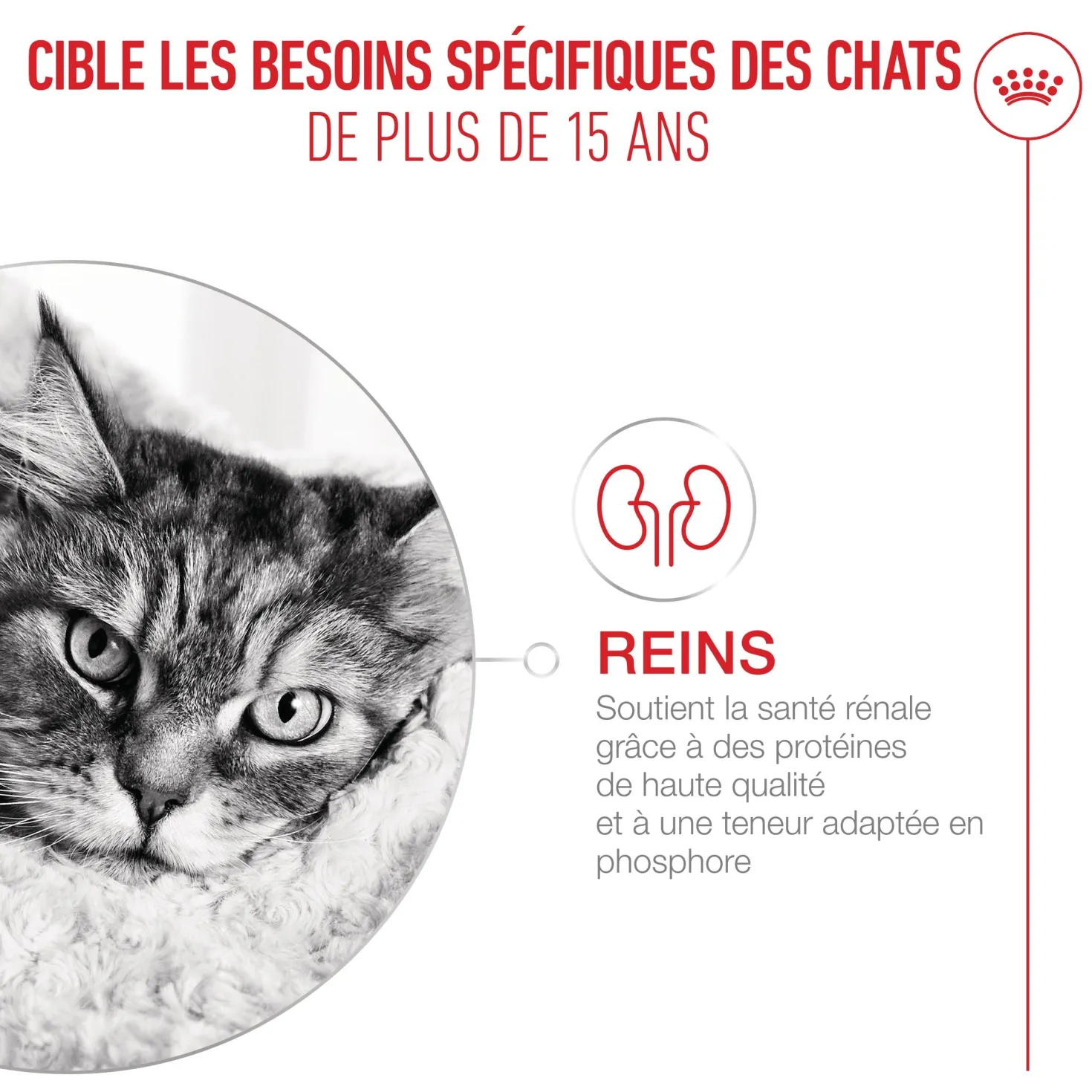 Royal Canin Ageing 15+ - pâtée chat