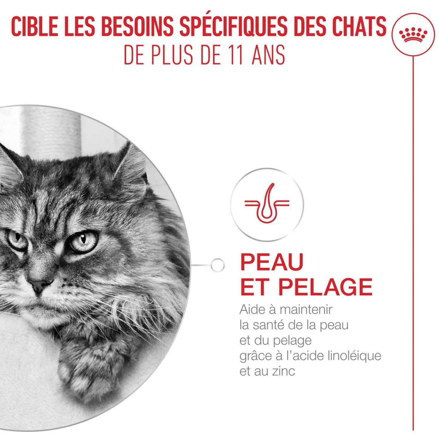 Royal Canin Ageing 11+ - pâtée chat