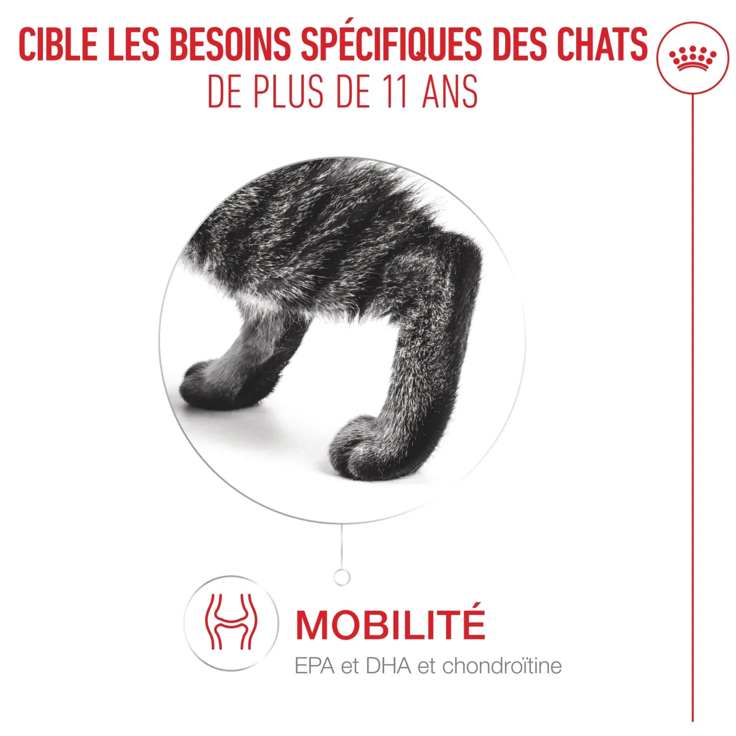 Royal Canin Ageing 11+ - pâtée chat