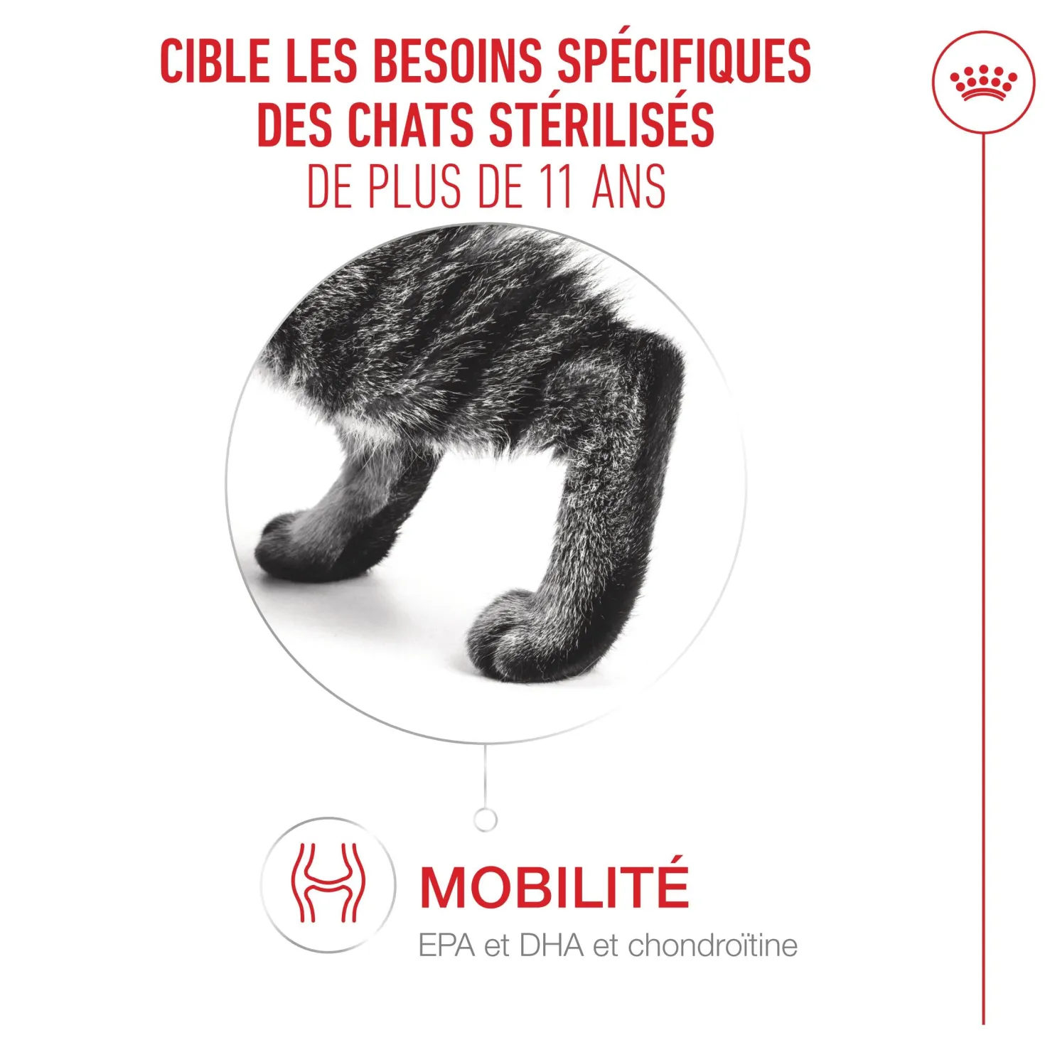 Royal Canin Ageing Sterilised 11+ chat senior