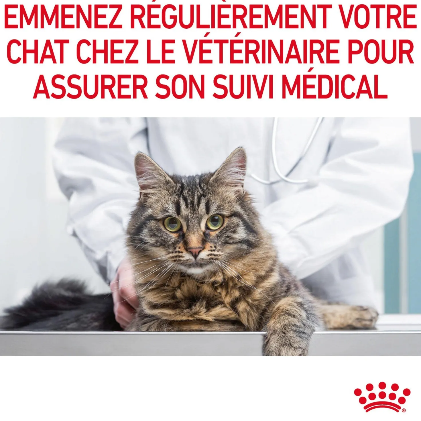 ROYAL CANIN Appetite Control en Gelée – Pâtée pour chat