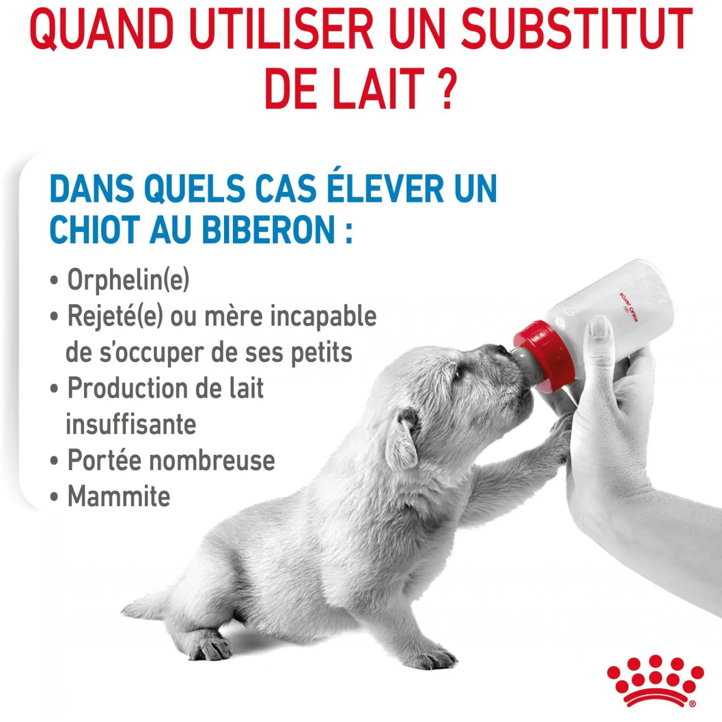 Royal Canin Babydog Milk - lait maternisé pour chiot