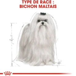 Royal Canin Bichon Maltais Adult - croquettes chien