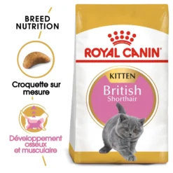 Royal Canin British Shorthair Kitten - croquettes chaton