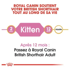 Royal Canin British Shorthair Kitten - croquettes chaton