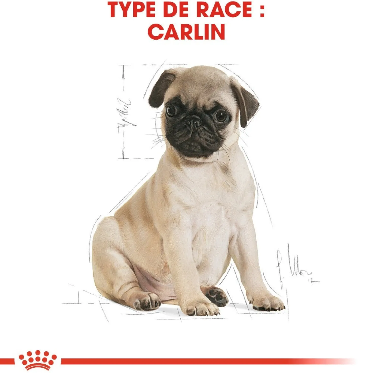 Royal Canin Carlin Puppy Carlin - croquettes chiot