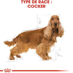 Royal Canin Cocker Adult - croquettes chien