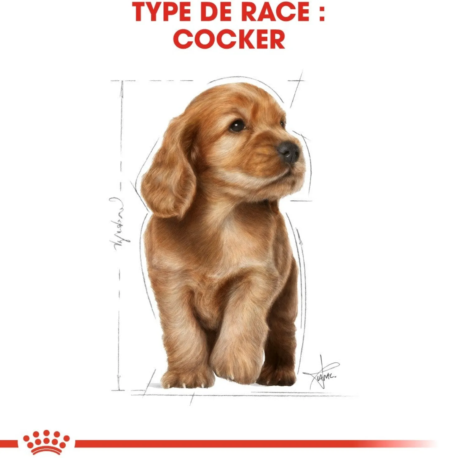 Royal Canin Cocker Puppy