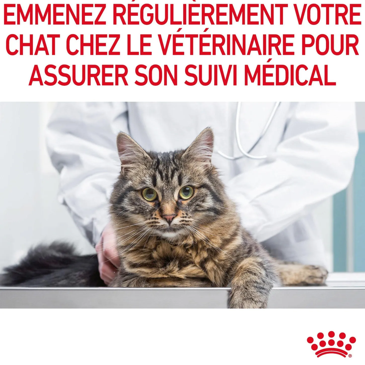 Royal Canin Digestive Care en mousse - pâtée chat