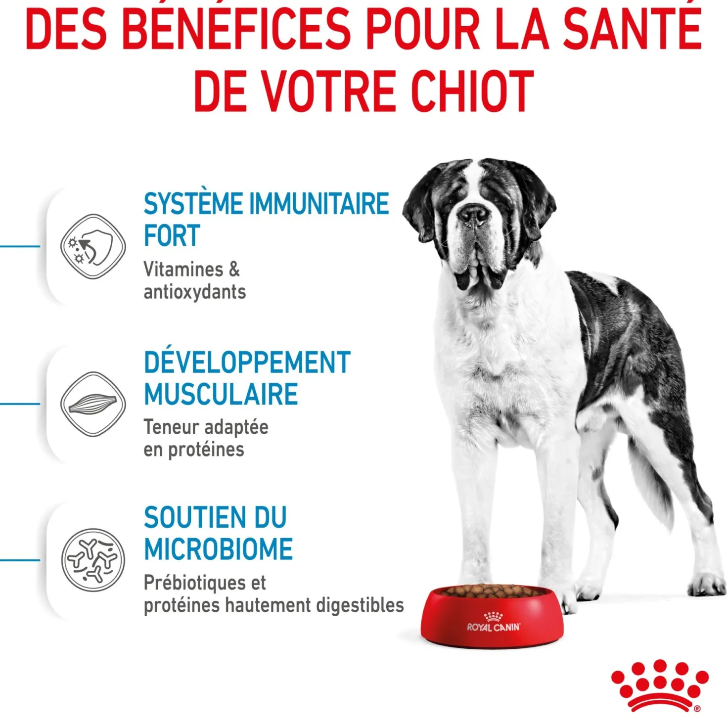 Royal Canin Giant Junior - Croquettes pour chiot