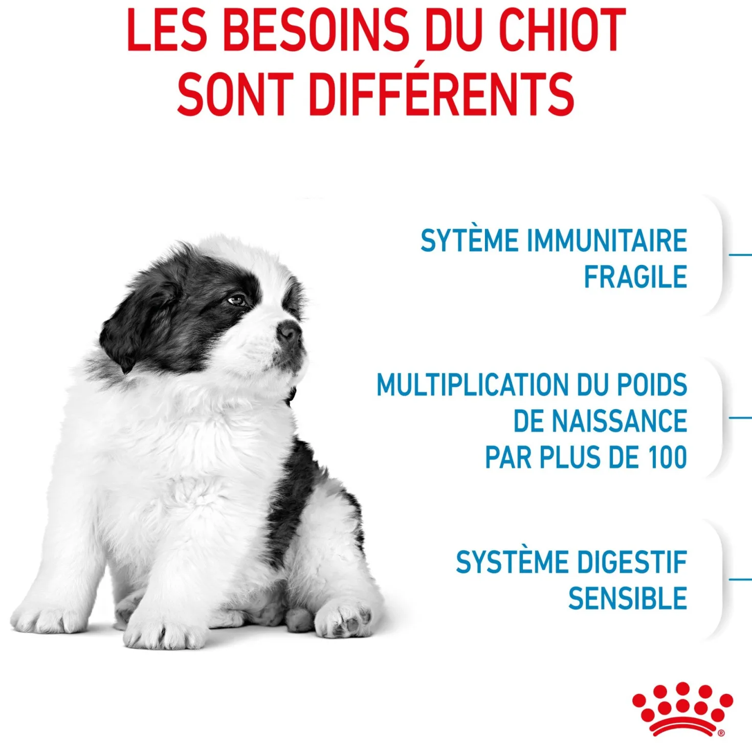 Royal Canin Giant Puppy - Croquettes pour chiot