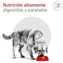 Royal Canin Glycobalance - croquettes chien