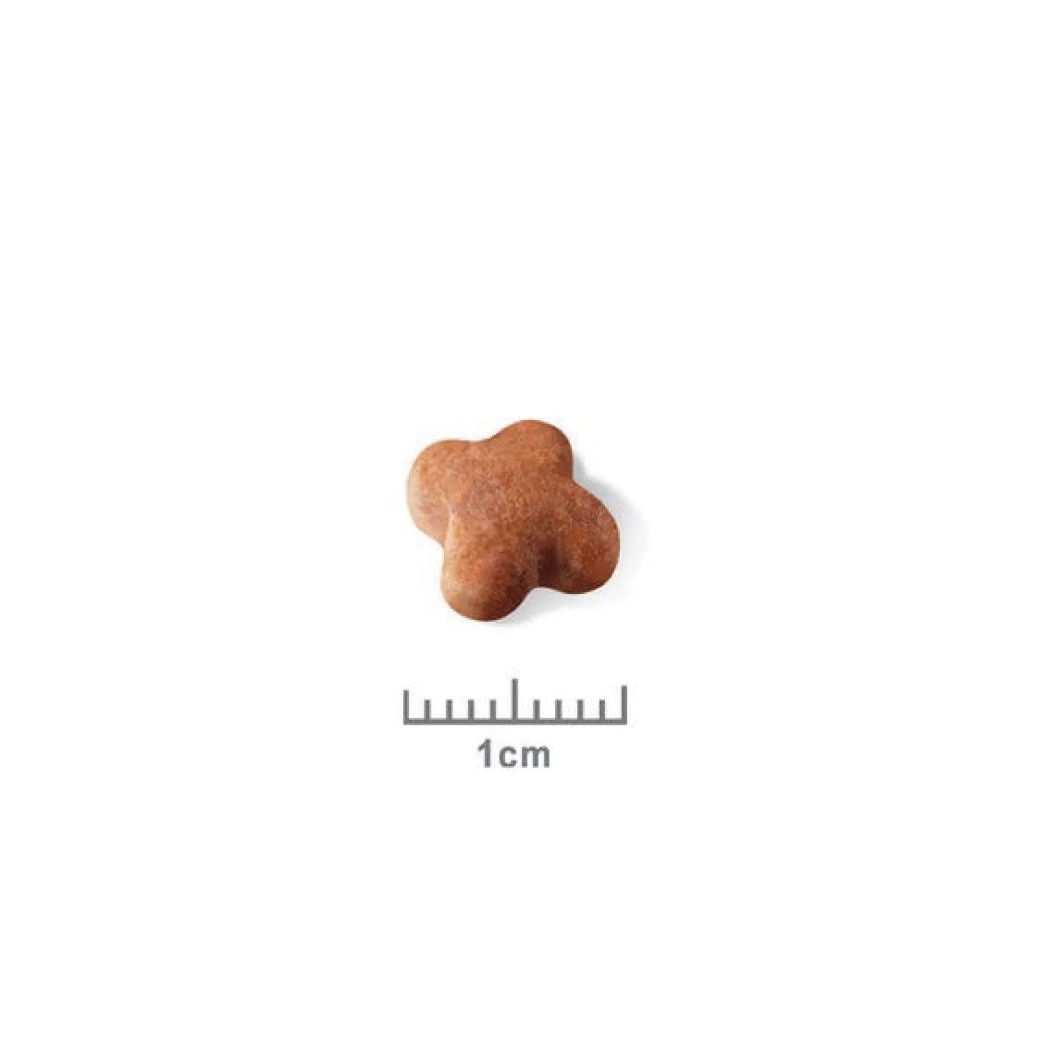 Royal Canin Jack Russell Puppy - croquettes chiot