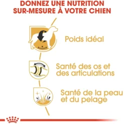 Royal Canin Labrador Retriever Adult - croquettes chien
