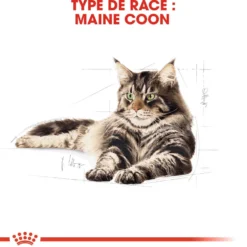 Royal Canin Maine Coon