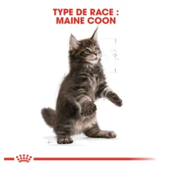 Royal Canin Maine Coon Kitten