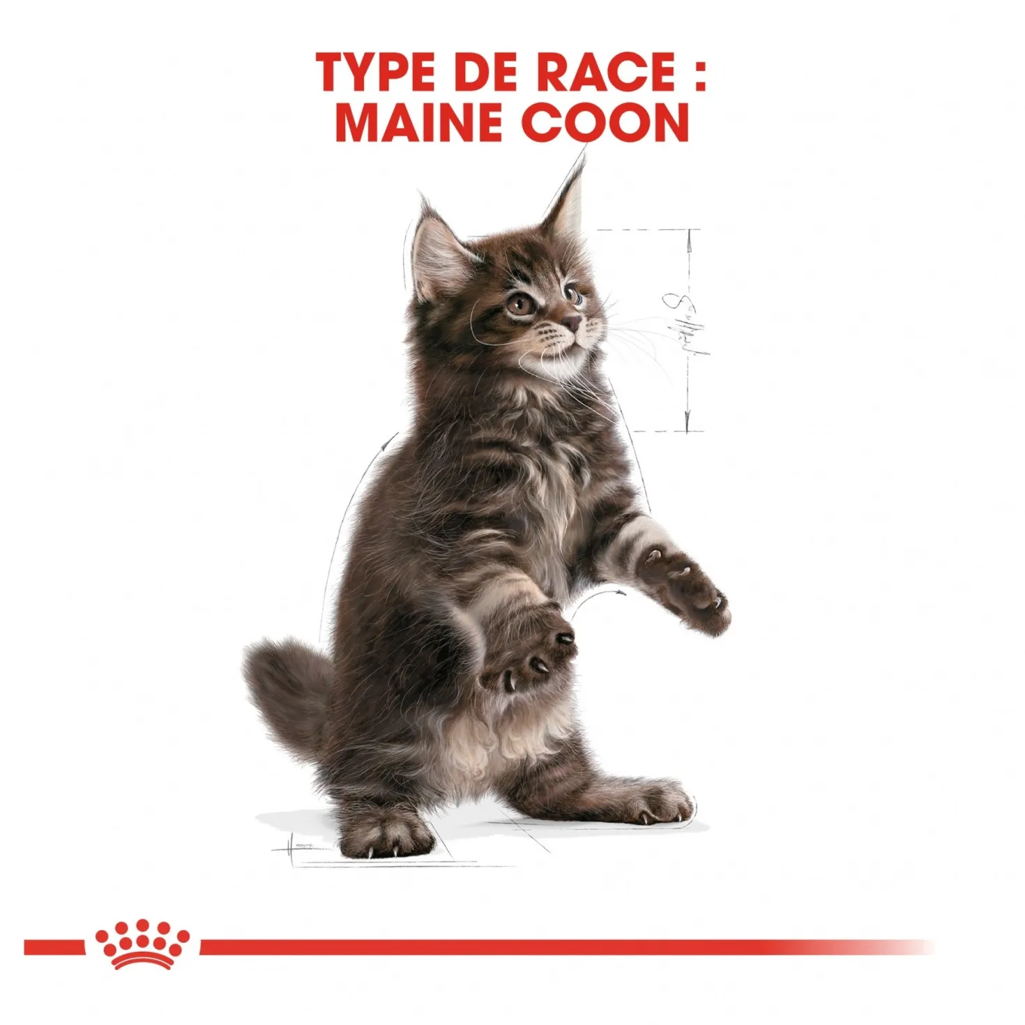 Royal Canin Maine Coon Kitten