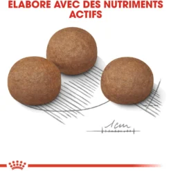Royal Canin Maxi Digestive Care - Croquettes pour chien
